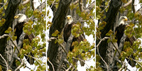 Bald Eagle on a Summer Day