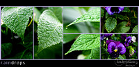 D9 RainDrops_Series1